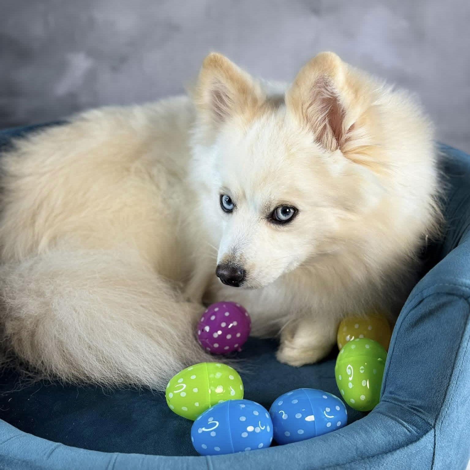 Enlarge Arctic Blue, a Adoptable mixed breed in Garland, TX image 2/3