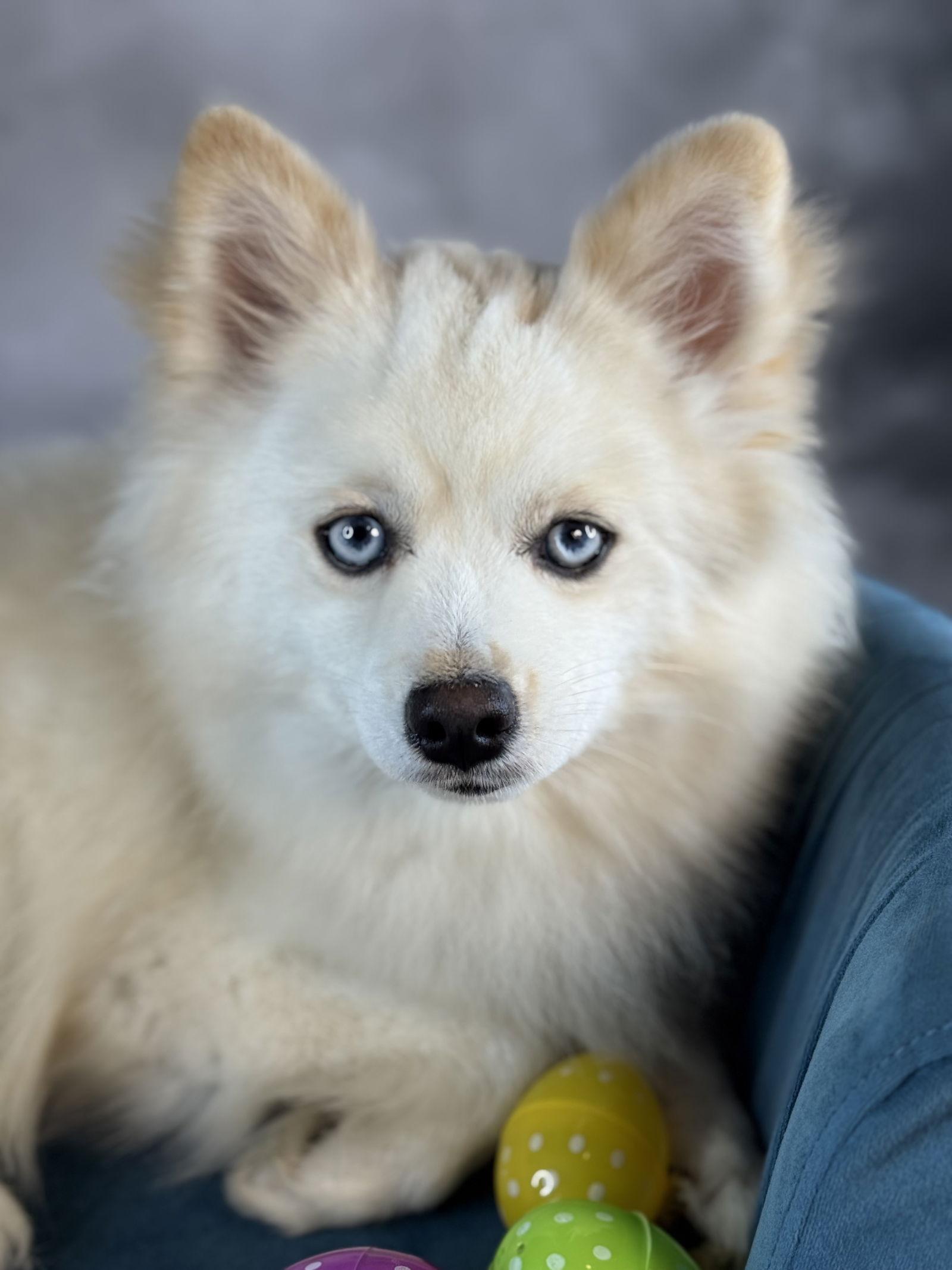 Enlarge Arctic Blue, a Adoptable mixed breed in Garland, TX image 3/3