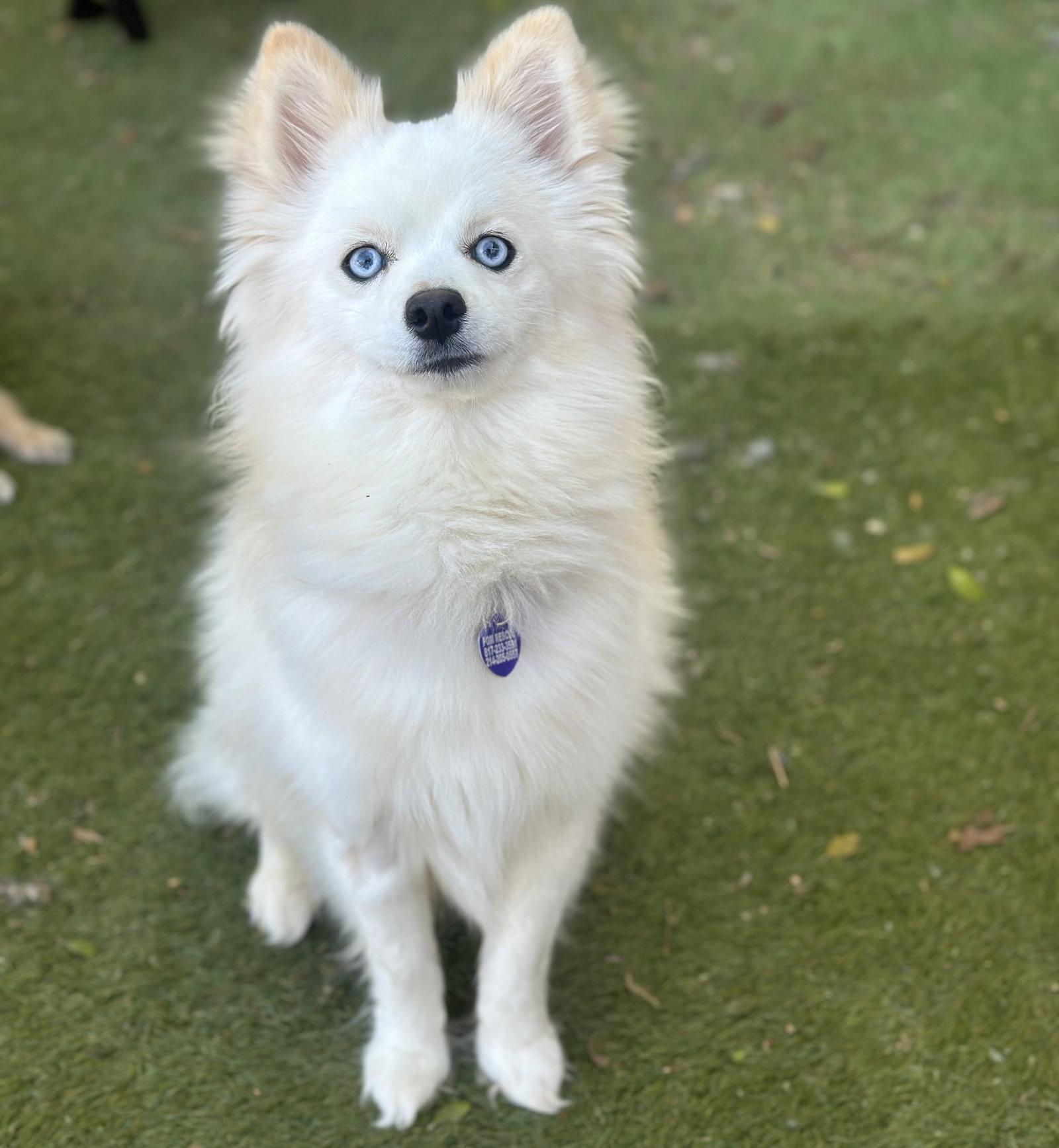 Enlarge Arctic Blue, a Adoptable mixed breed in Garland, TX image 3/3