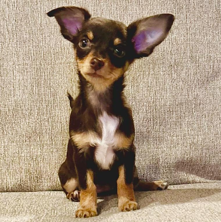 Monica, ADOPTABLE, Puppy Female Chihuahua & Dachshund.