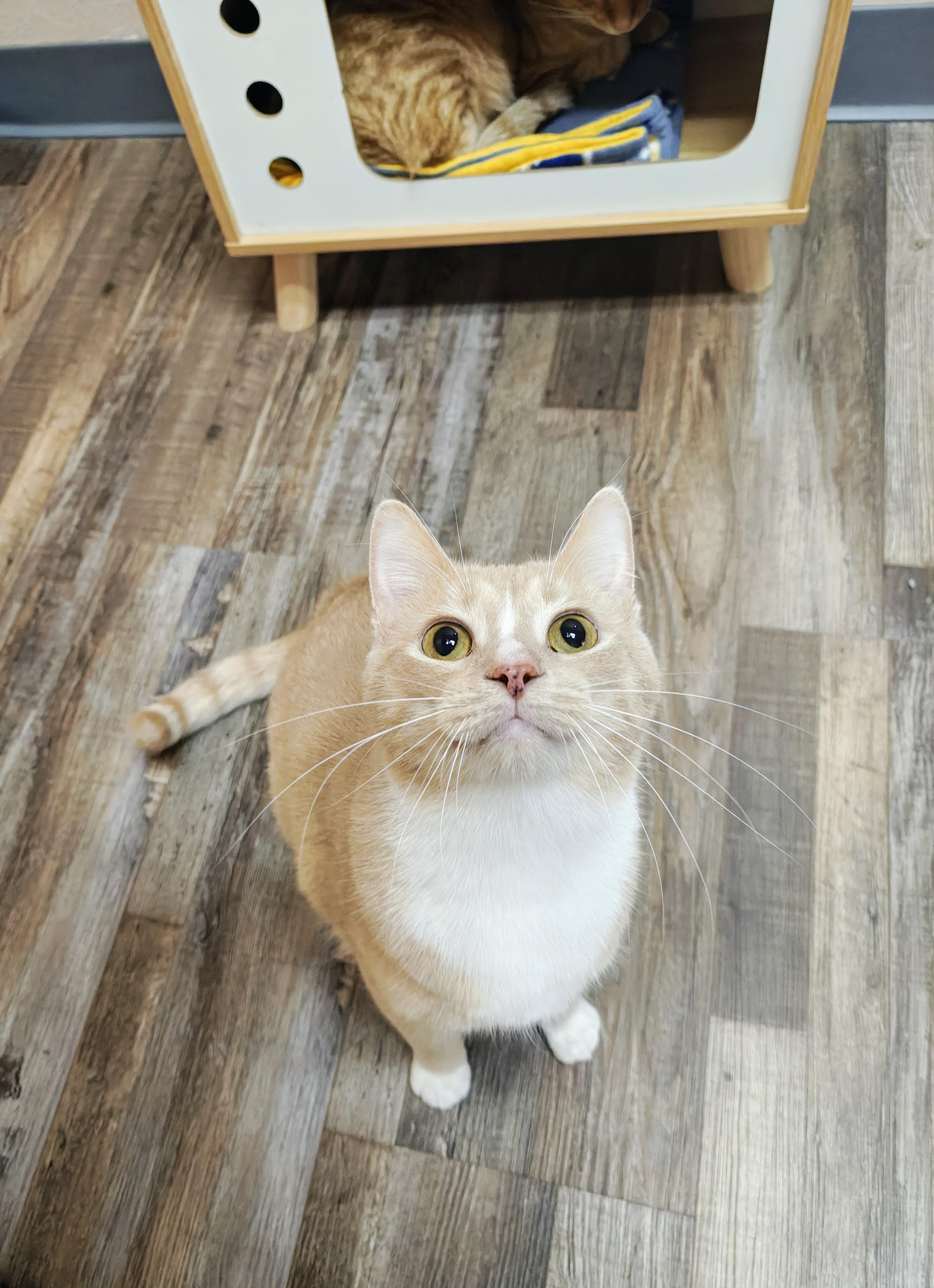 Noah & Oliver (Bonded Pair), Adoptable, Adult Male Domestic Short Hair.