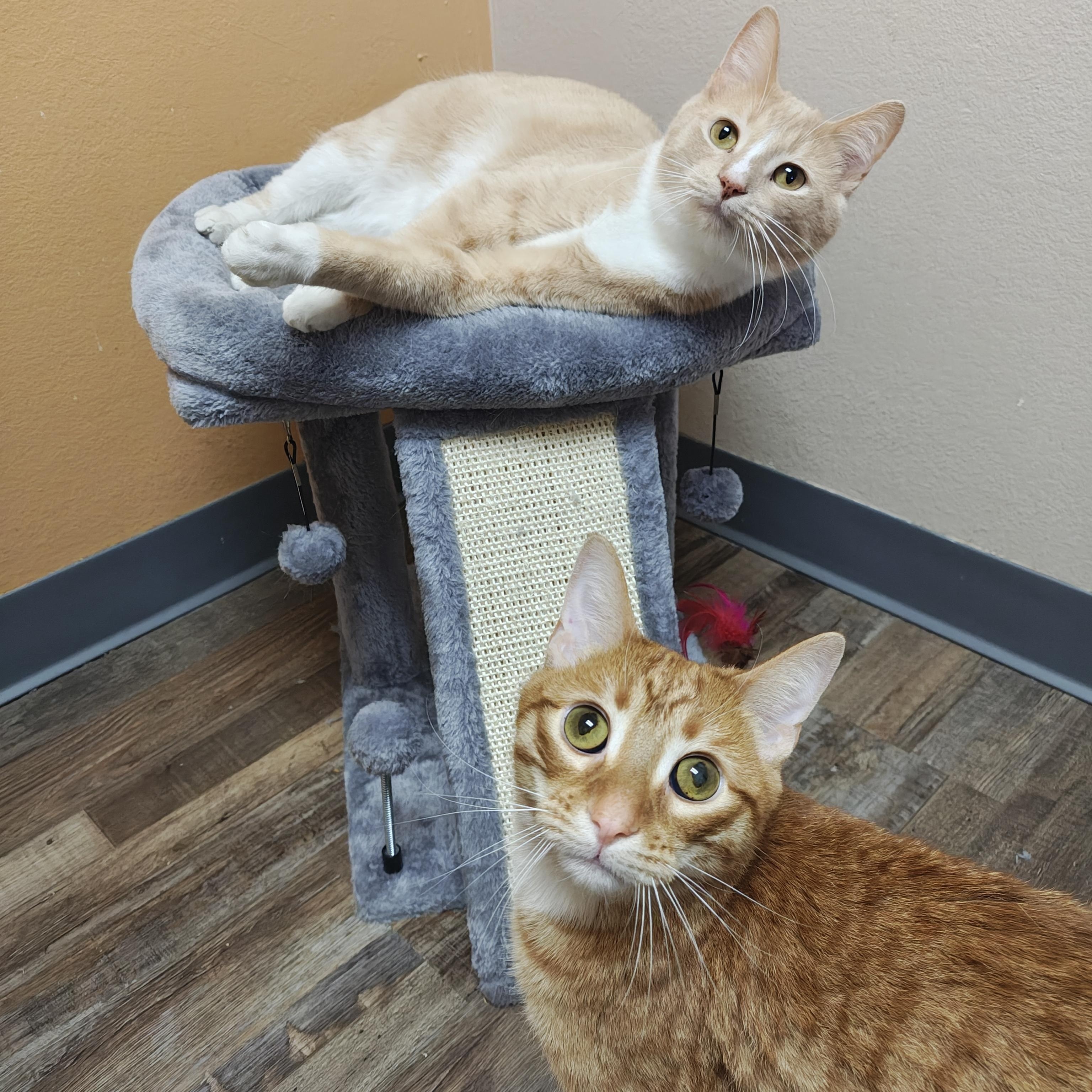 Noah & Oliver (Bonded Pair), Adoptable, Adult Male Domestic Short Hair.