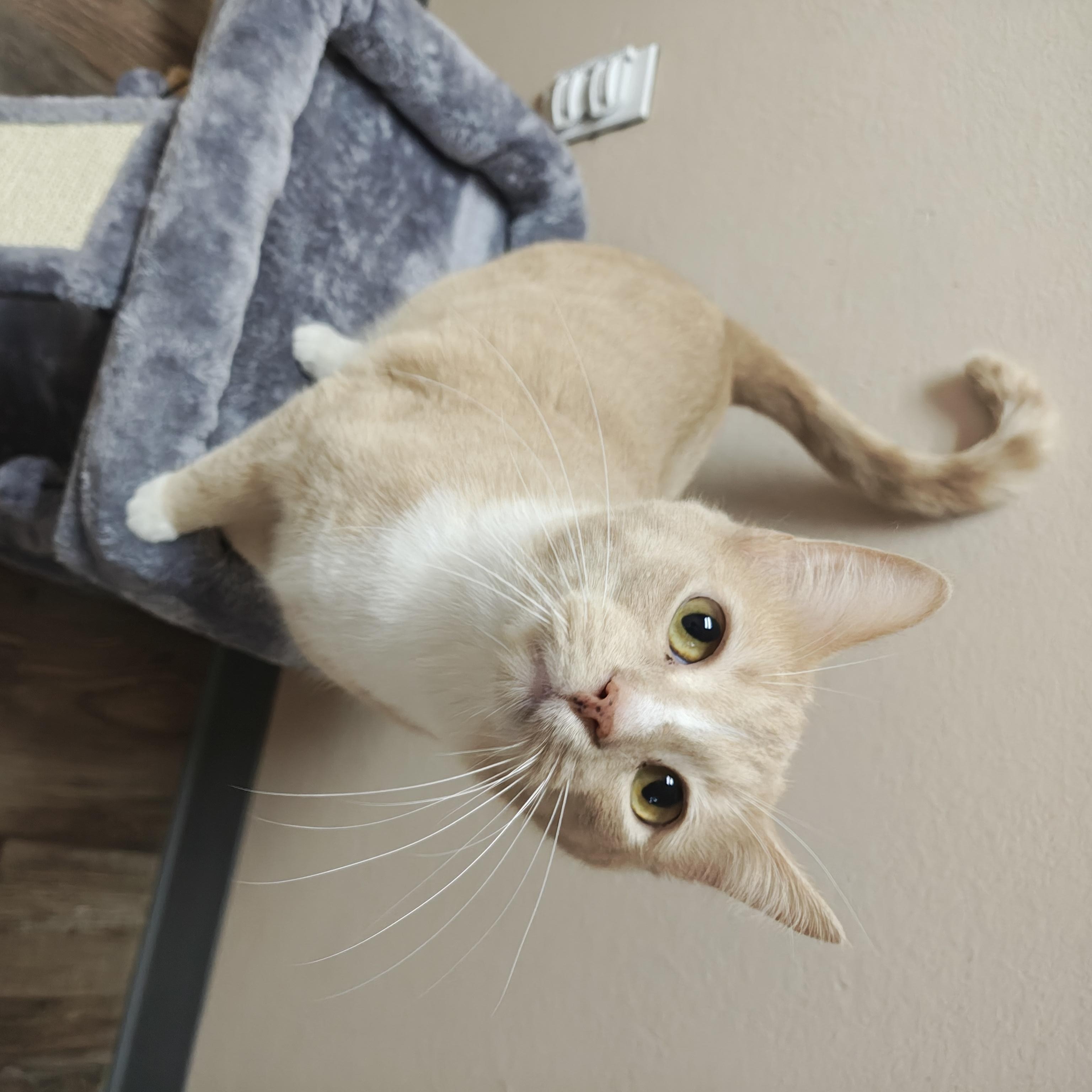 Enlarge Noah & Oliver (Bonded Pair), a Adoptable Domestic Short Hair in Oconto, WI image 2/4