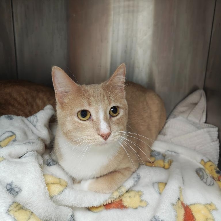 Enlarge Noah & Oliver (Bonded Pair), a Adoptable Domestic Short Hair in Oconto, WI image 3/4