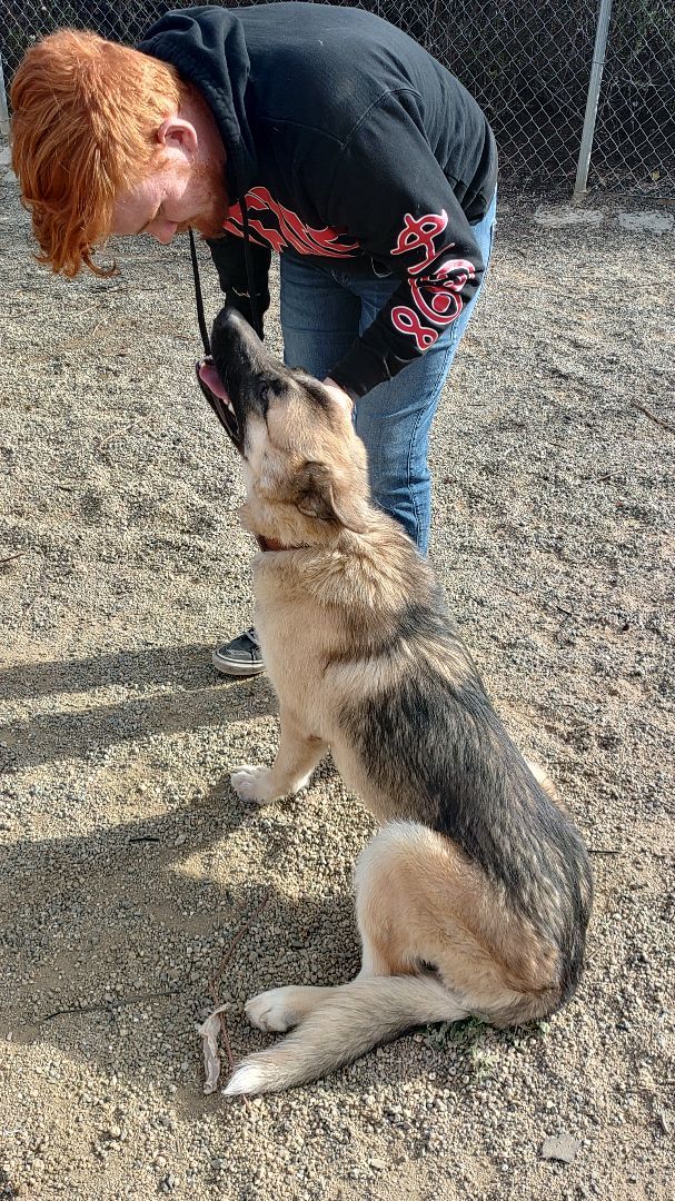 Dog for adoption Ash, a German Shepherd Dog & Husky Mix in HEMET, CA