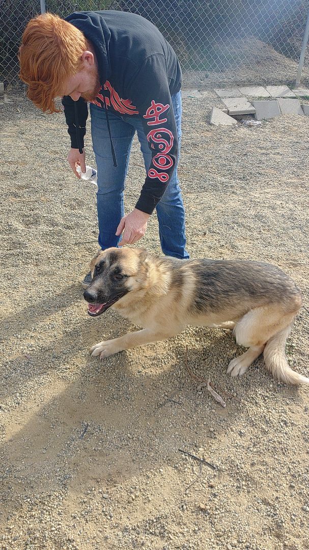 Dog for adoption Ash, a German Shepherd Dog & Husky Mix in HEMET, CA