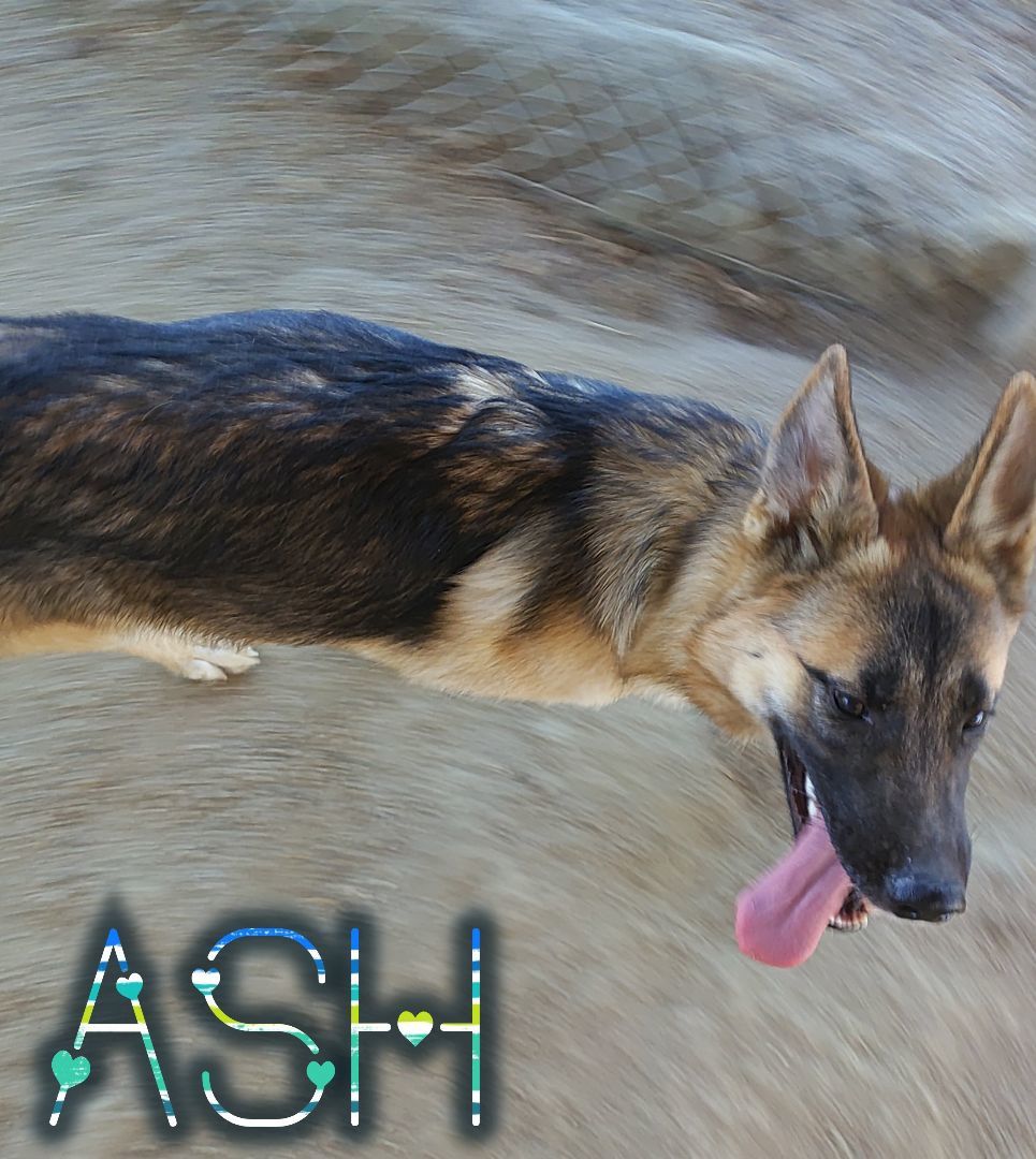 Dog for adoption Ash, a German Shepherd Dog & Husky Mix in HEMET, CA