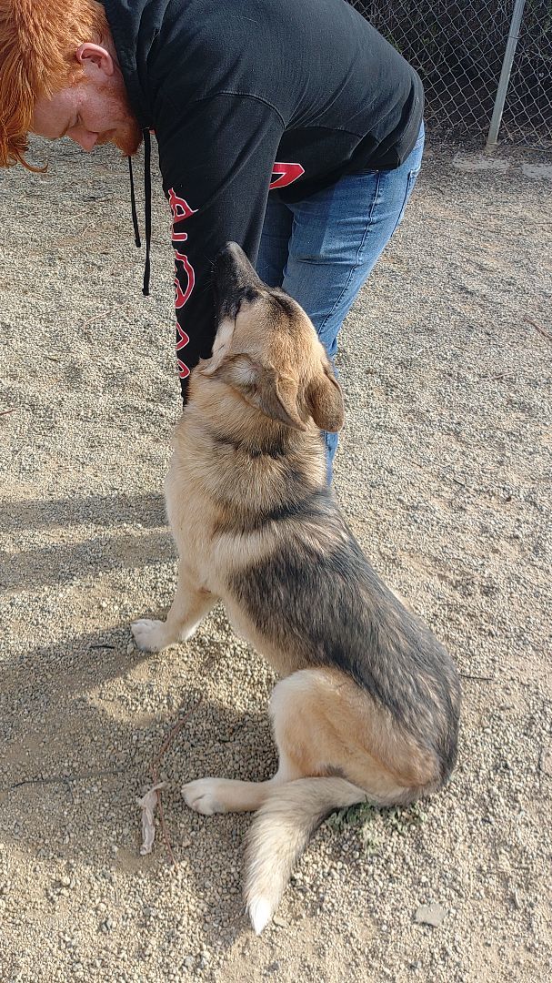 Dog for adoption Ash, a German Shepherd Dog & Husky Mix in HEMET, CA