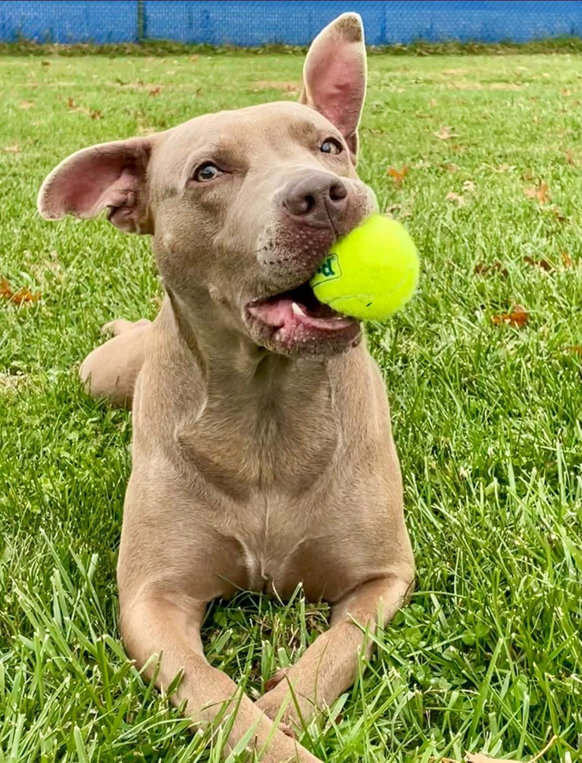 Enlarge Libra, a ADOPTABLE mixed breed in Wooster, OH image 1/1