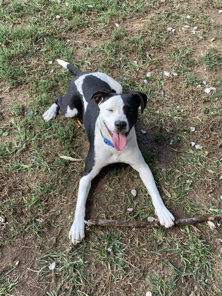 Enlarge Charlie, a Adoptable mixed breed in Mason City, IL image 5/6