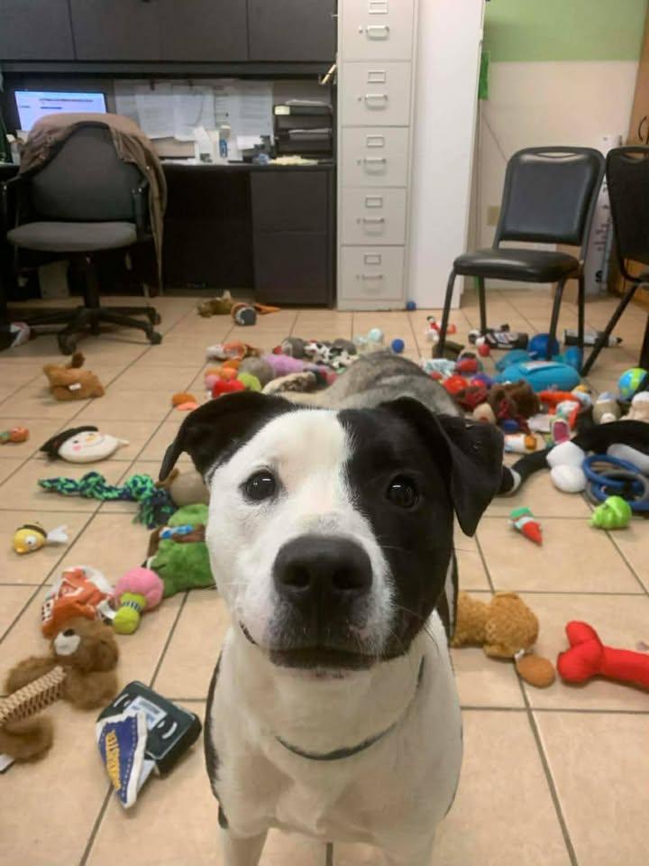 Enlarge Charlie, a Adoptable mixed breed in Mason City, IL image 1/6