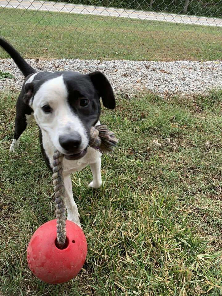 Enlarge Charlie, a Adoptable mixed breed in Mason City, IL image 2/6
