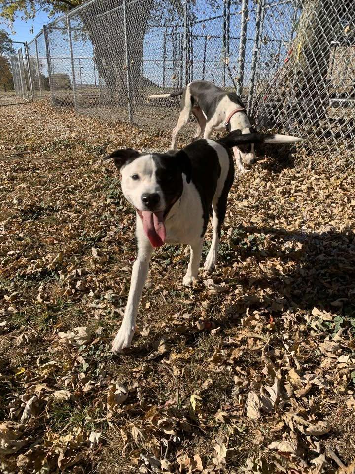 Enlarge Charlie, a Adoptable mixed breed in Mason City, IL image 6/6