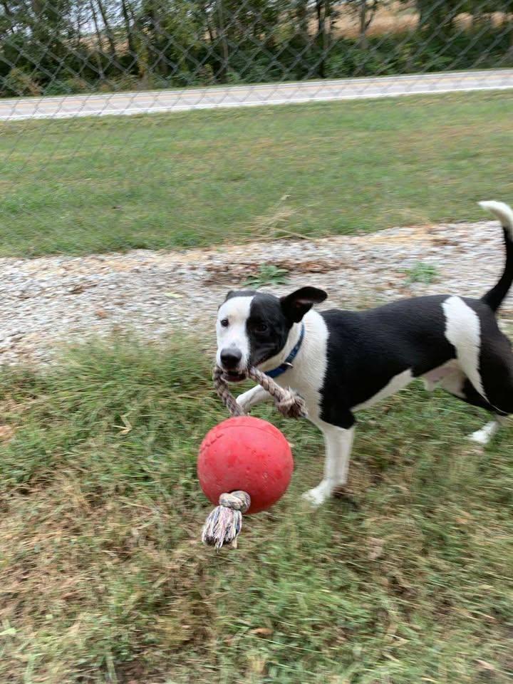 Enlarge Charlie, a Adoptable mixed breed in Mason City, IL image 3/6