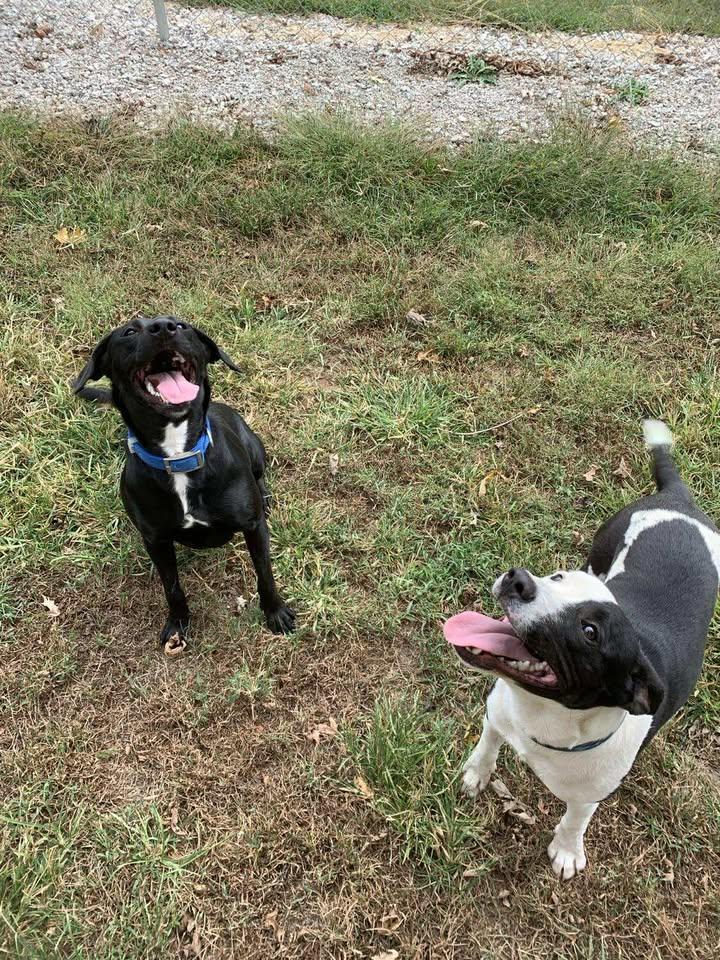 Enlarge Charlie, a Adoptable mixed breed in Mason City, IL image 4/6