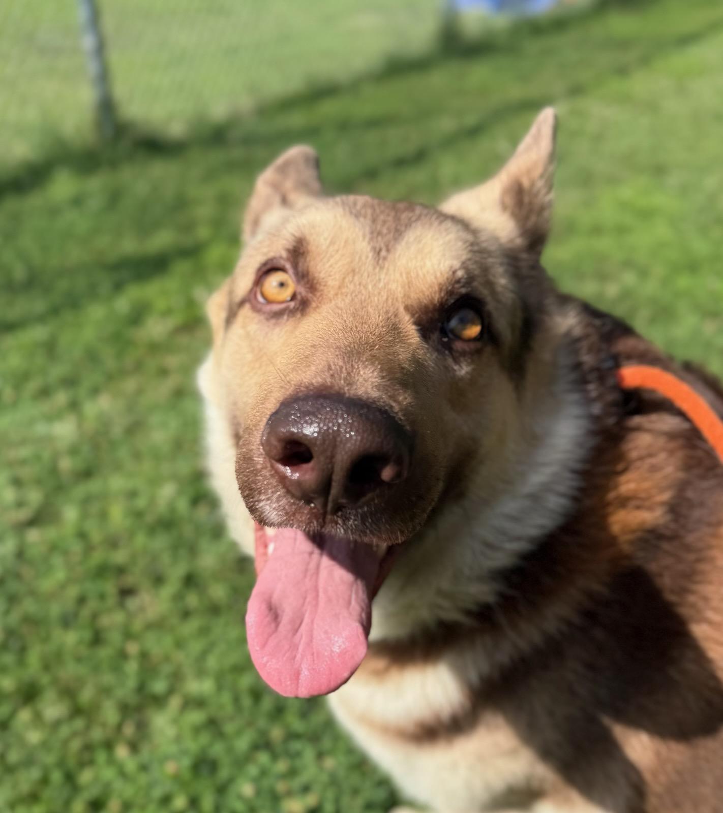 Messi (ID 52083), an adopted German Shepherd Dog in Manassas, VA image 3/3