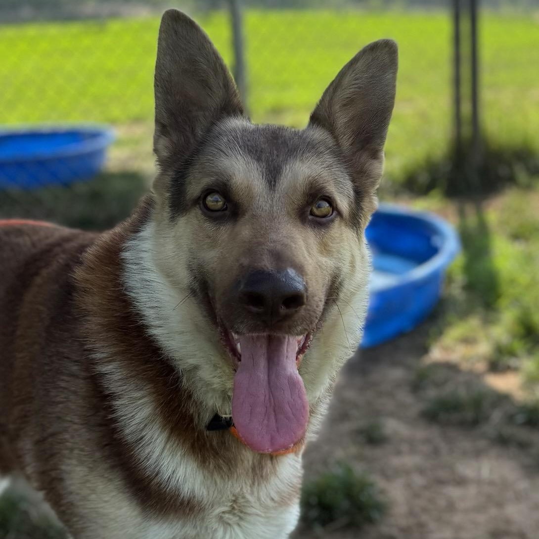 Messi (ID 52083), an adopted German Shepherd Dog in Manassas, VA image 2/3