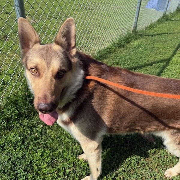 Messi (ID 52083), adopted, Young Male German Shepherd Dog.