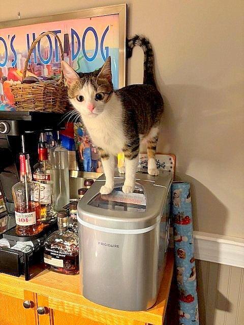 Arabella, Adoptable, Adult Female Tabby.