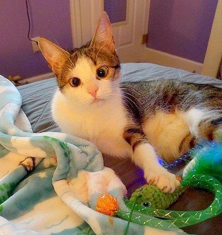 Enlarge Arabella, a Adoptable mixed breed in Culpeper, VA image 2/2