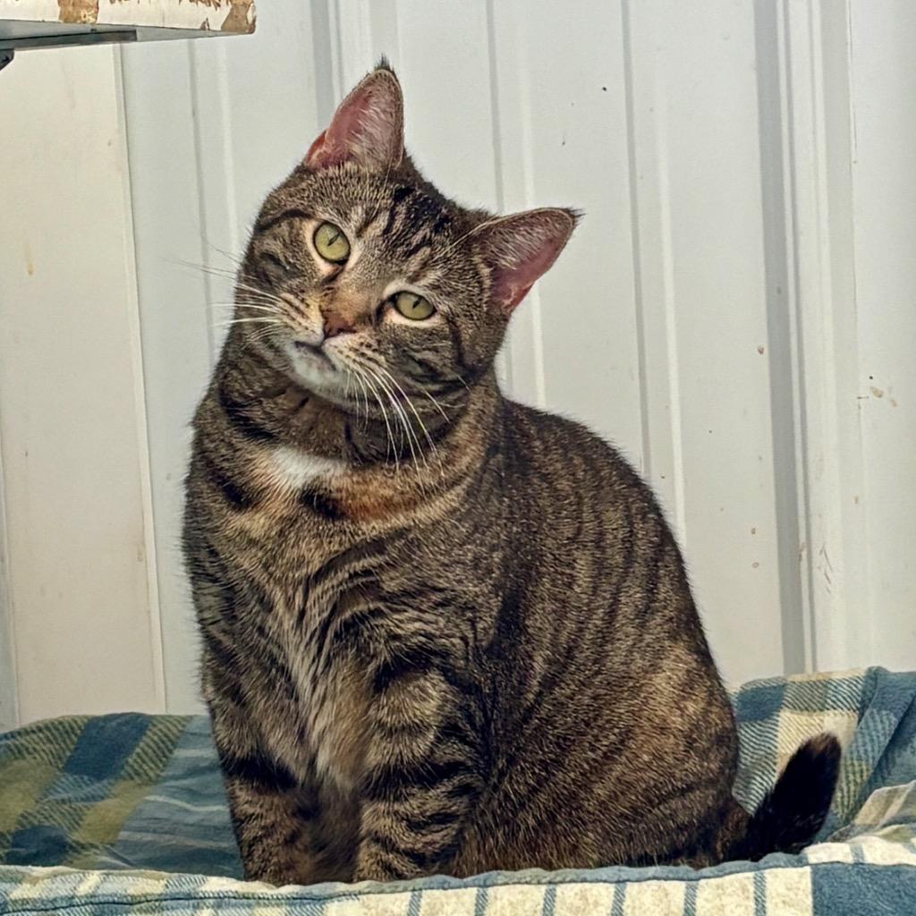 Enlarge Kale, a Adoptable mixed breed in Hartford City, IN image 1/6