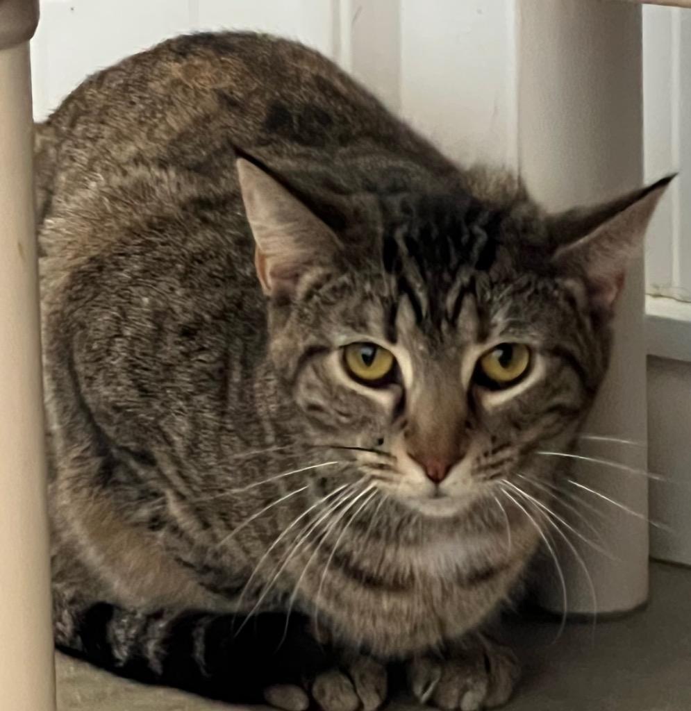 Kale, Adoptable, Adult Male Domestic Short Hair.