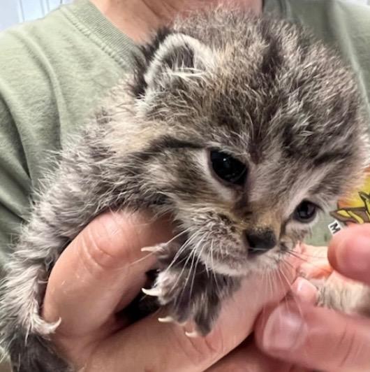 Kale, Adoptable, Adult Male Domestic Short Hair.