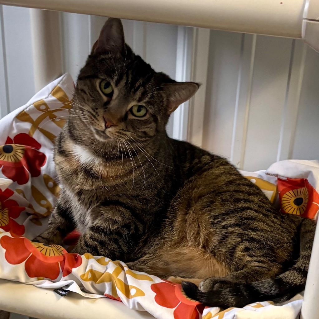 Enlarge Kale, a Adoptable mixed breed in Hartford City, IN image 2/6