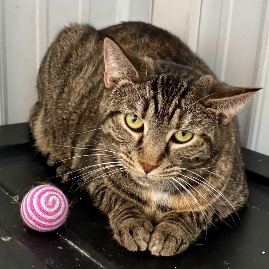 Kale, a Adoptable mixed breed in Hartford City, IN image 2/4