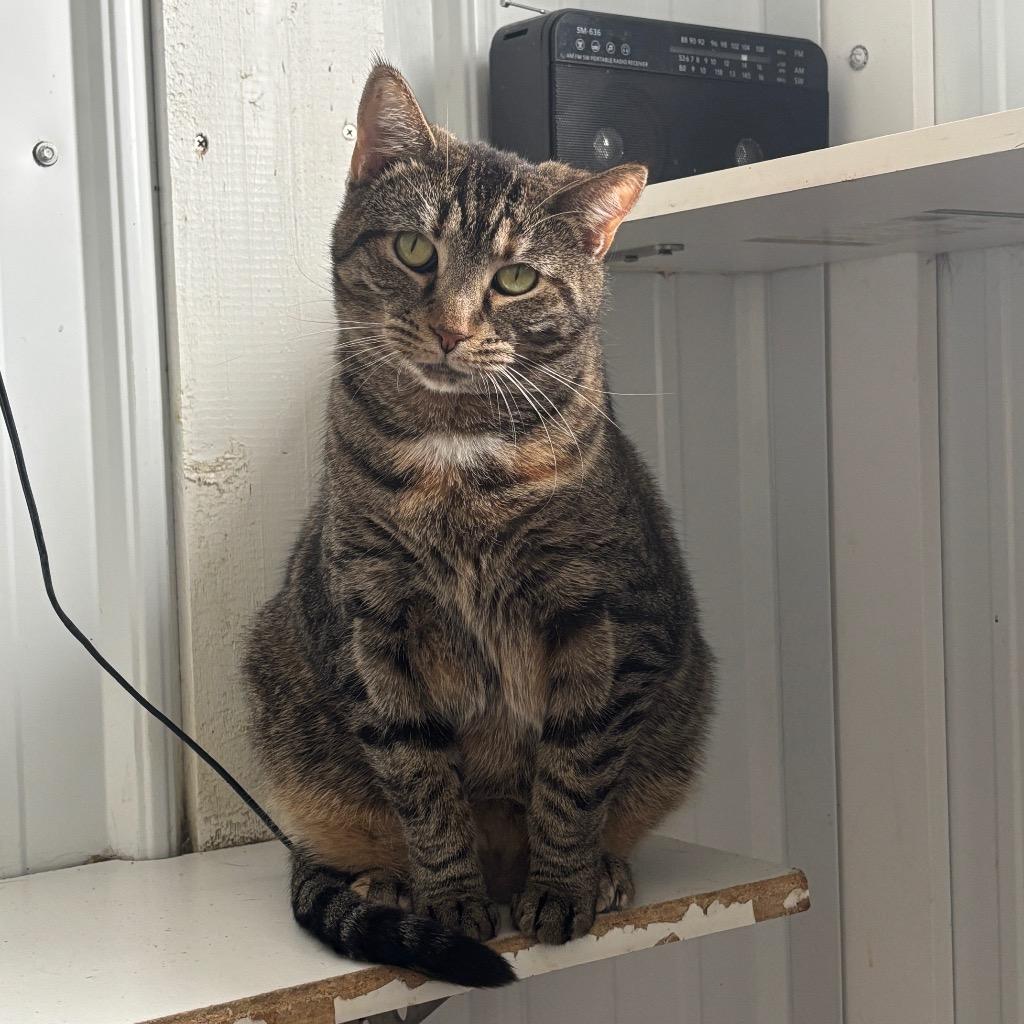 Kale, a Adoptable mixed breed in Hartford City, IN image 3/4