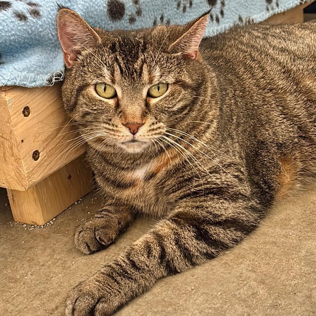 Enlarge Kale, a Adoptable mixed breed in Hartford City, IN image 4/6