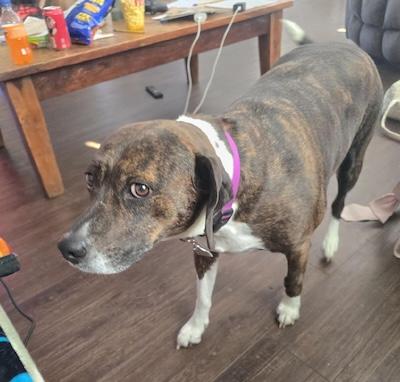 Enlarge Violet, an adopted German Shorthaired Pointer in Palmyra, VA image 3/3