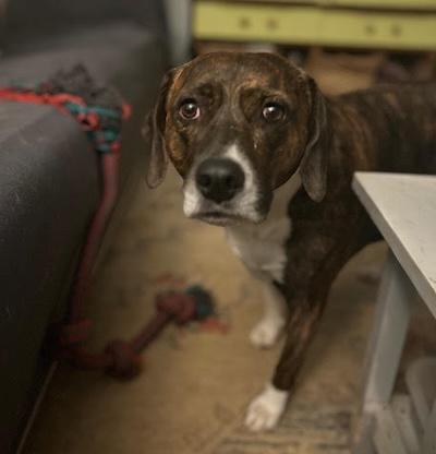 Enlarge Violet, an adopted German Shorthaired Pointer in Palmyra, VA image 2/3
