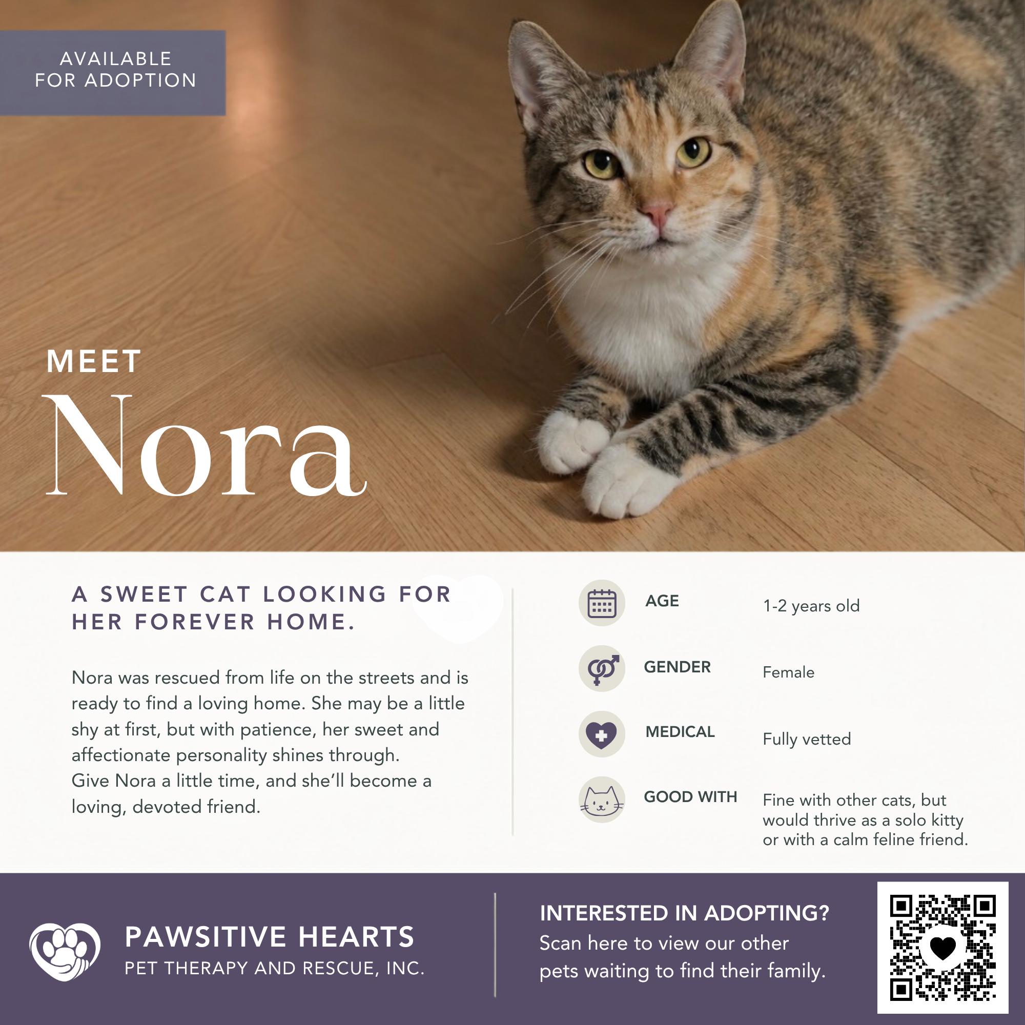 Nora, Adoptable, Young Female Domestic Short Hair.