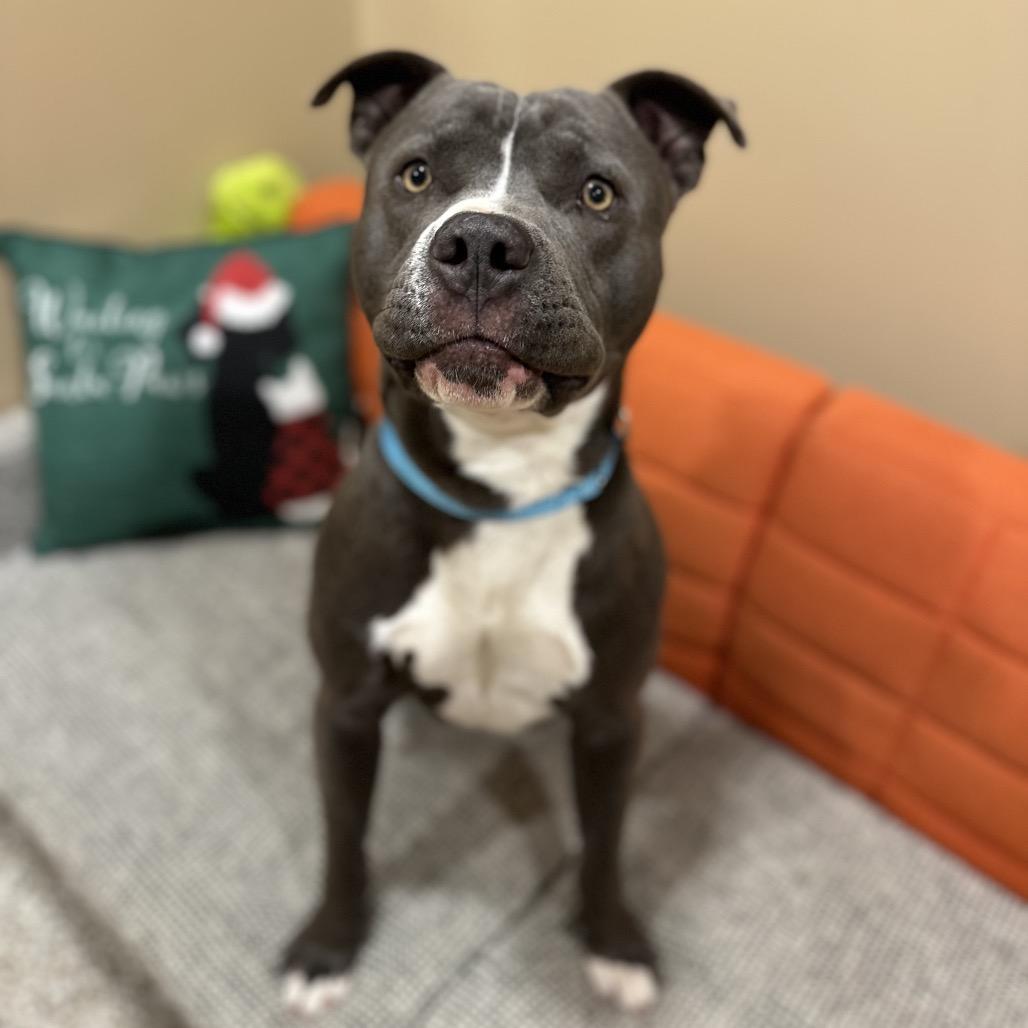 Sleigh, Adoptable, Adult Male Staffordshire Bull Terrier.