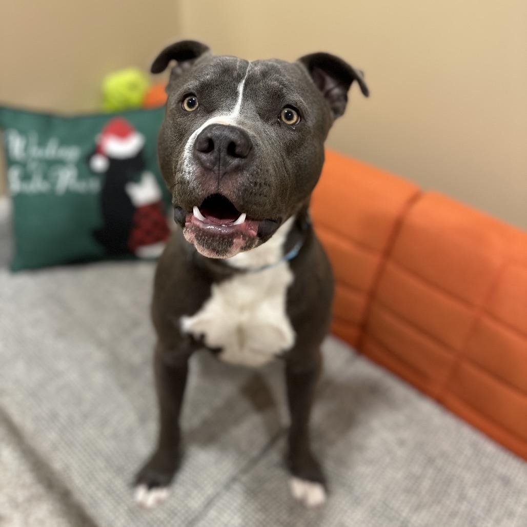 Sleigh, a Adoptable Staffordshire Bull Terrier in Tipton, IN image 2/6