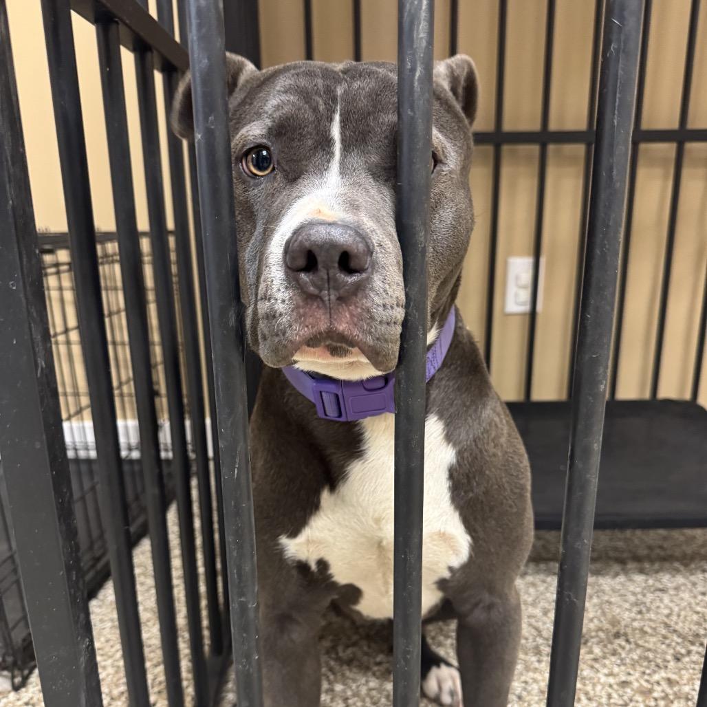 Sleigh, a Adoptable Staffordshire Bull Terrier in Tipton, IN image 3/6