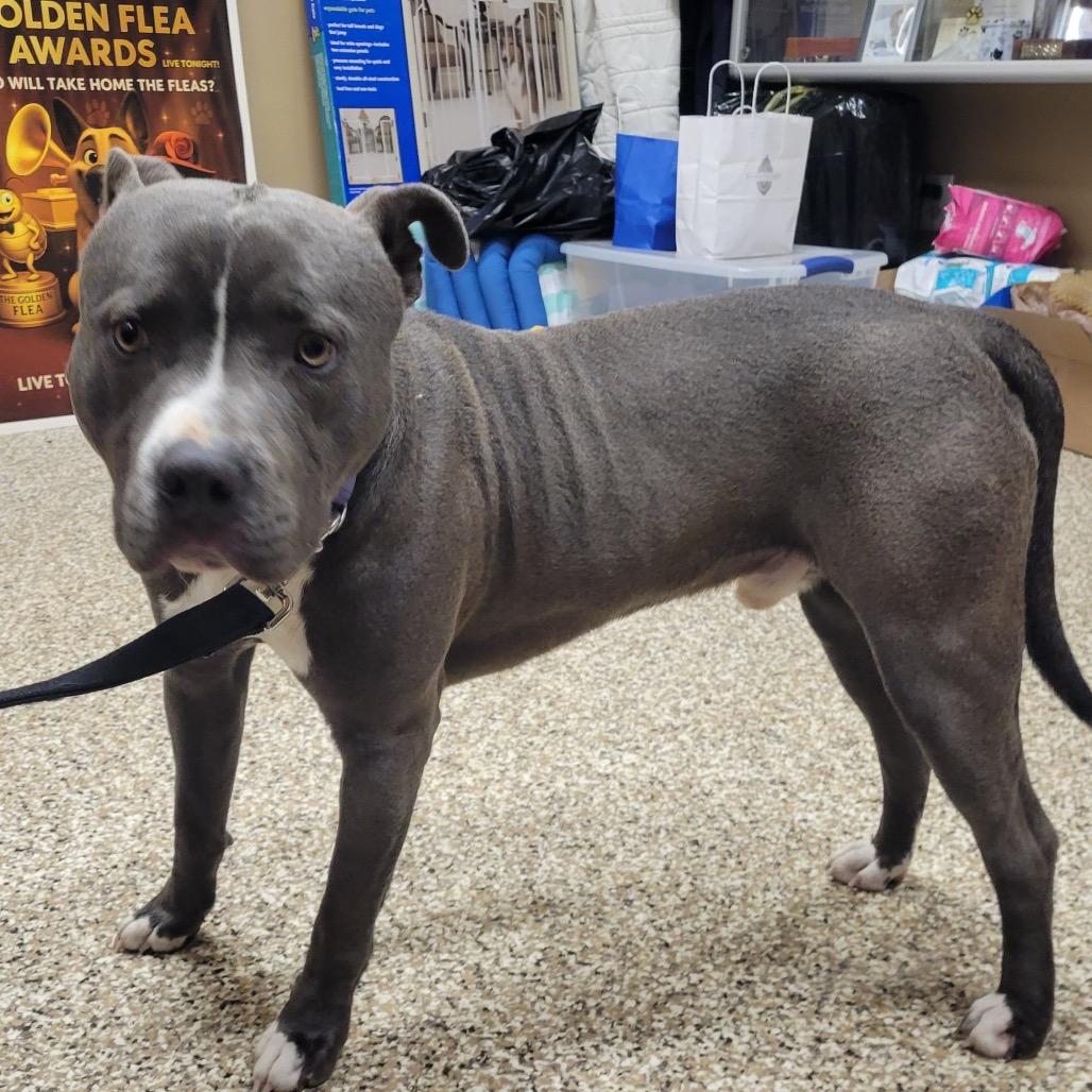 Sleigh, a Adoptable Staffordshire Bull Terrier in Tipton, IN image 4/6