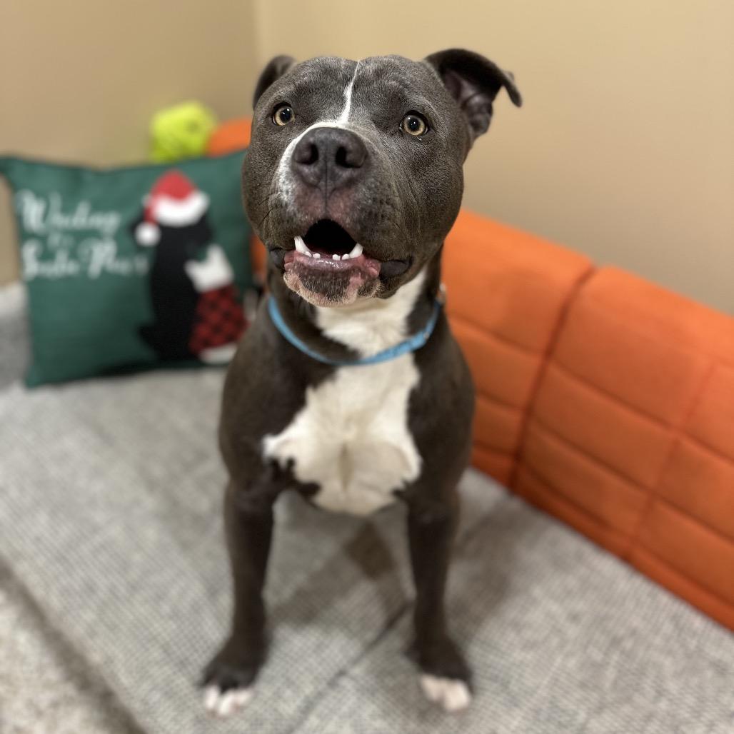 Sleigh, a Adoptable Staffordshire Bull Terrier in Tipton, IN image 5/6