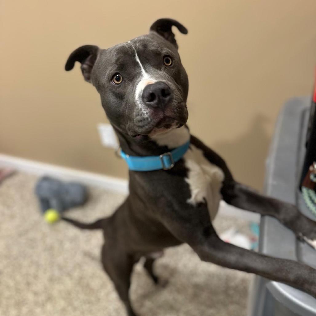 Sleigh, a Adoptable Staffordshire Bull Terrier in Tipton, IN image 6/6