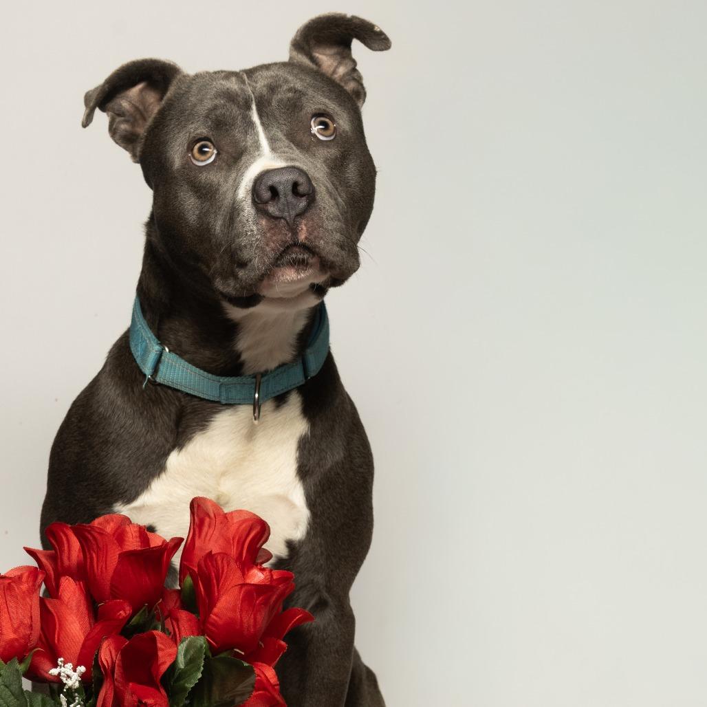 Romeo, a Adoptable Staffordshire Bull Terrier in Tipton, IN image 6/6