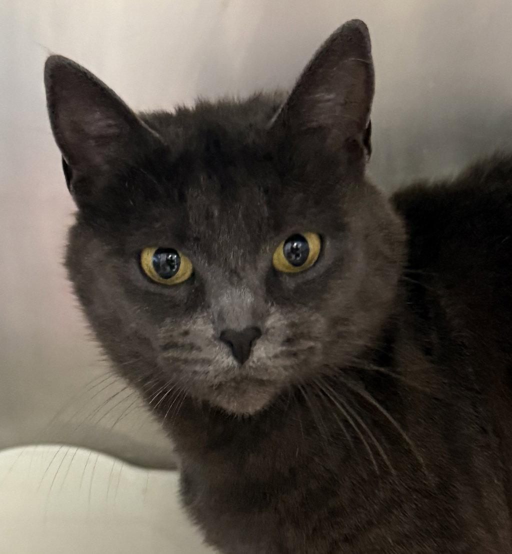 Enlarge Cinder 51649, a Adoptable Domestic Short Hair in Petaluma, CA image 1/1