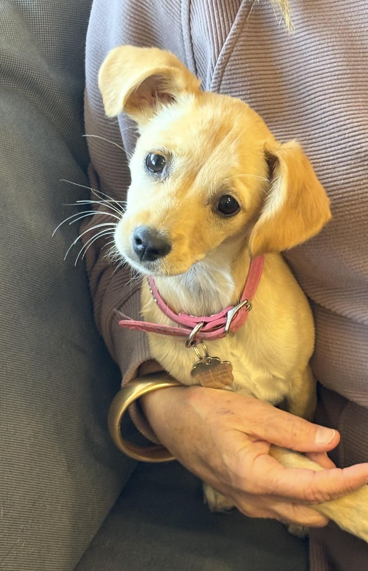 Enlarge Lark, a ADOPTABLE mixed breed in Oceanside, CA image 1/1