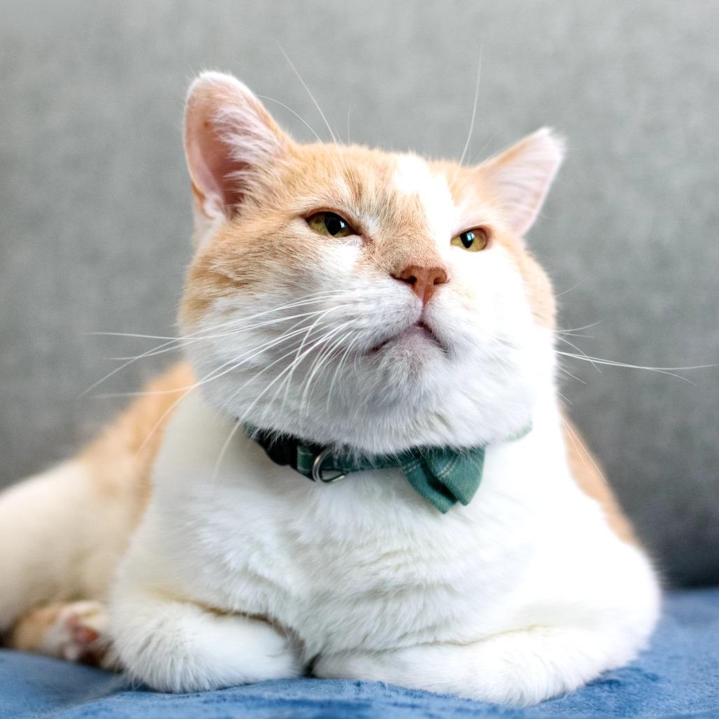 Tommy, Adoptable, Adult Male Domestic Short Hair.
