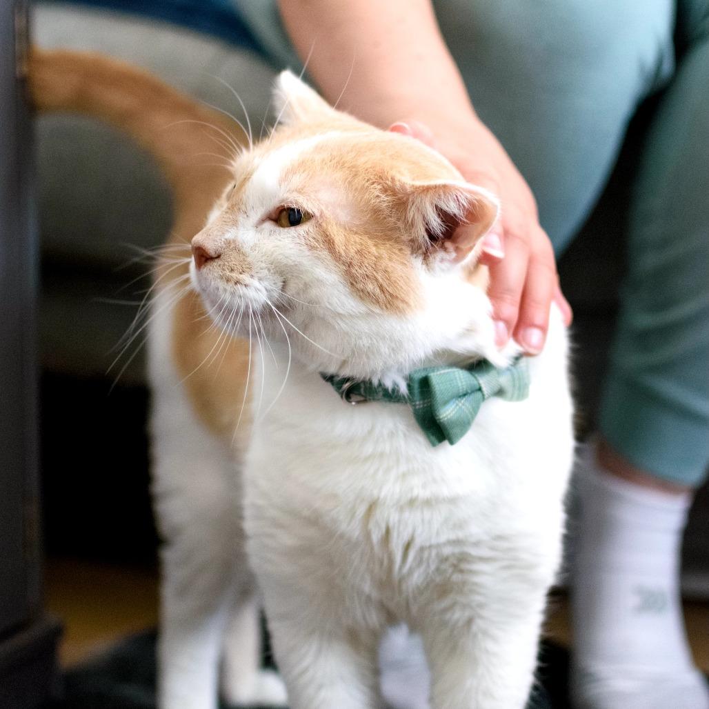 Enlarge Tommy, a Adoptable Domestic Short Hair in Long Beach, CA image 2/6