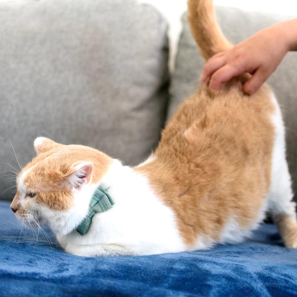 Enlarge Tommy, a Adoptable Domestic Short Hair in Long Beach, CA image 3/6