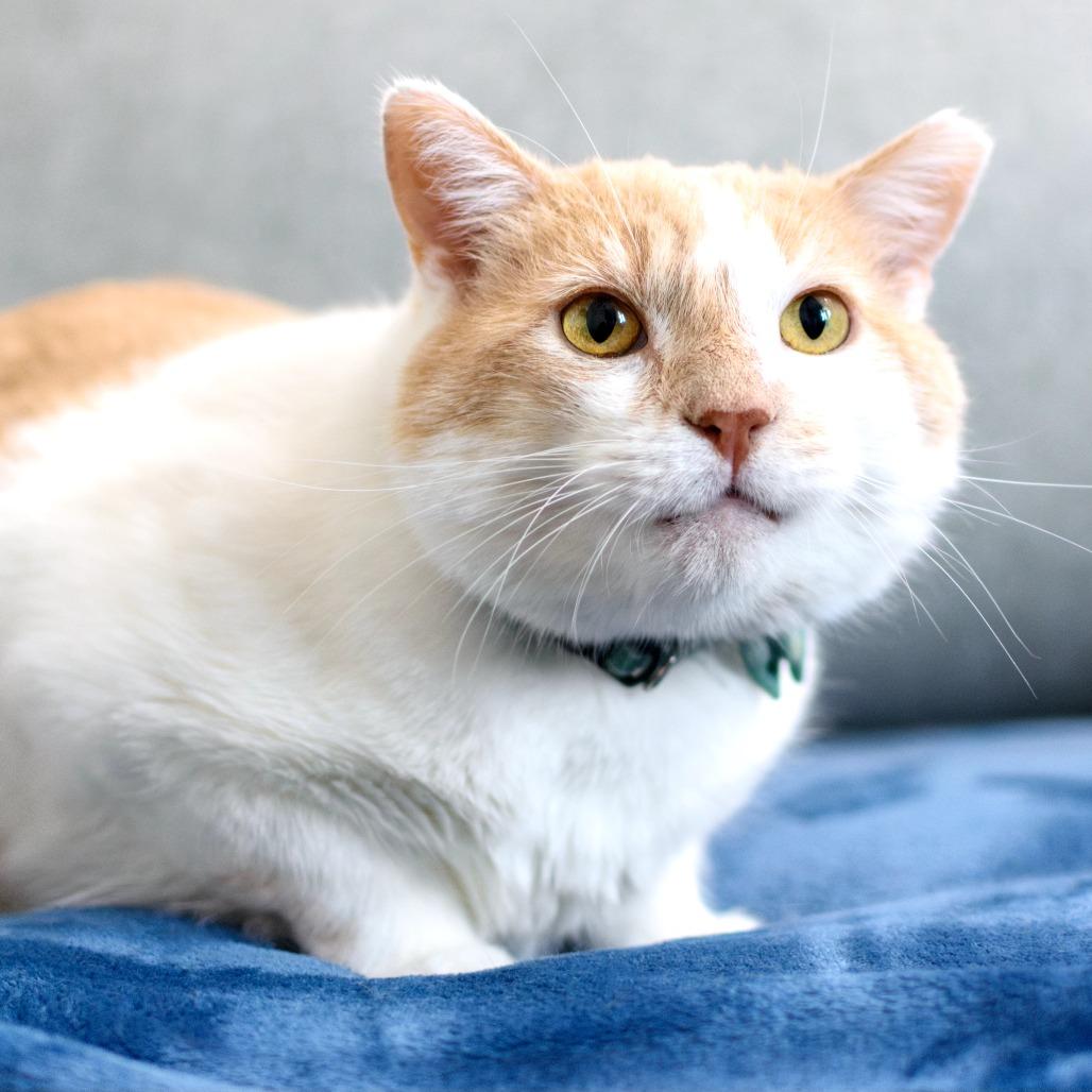 Enlarge Tommy, a Adoptable Domestic Short Hair in Long Beach, CA image 4/6