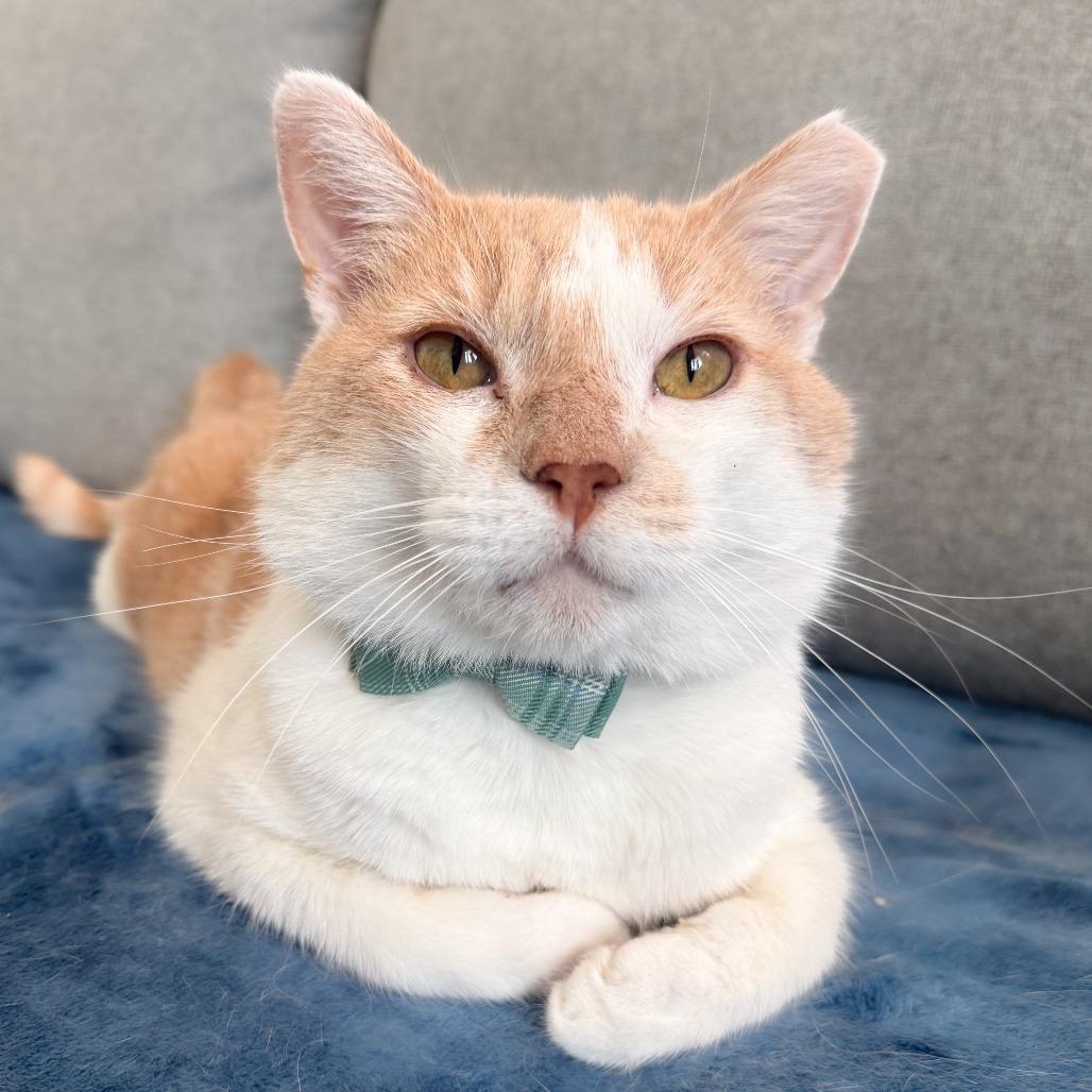 Enlarge Tommy, a Adoptable Domestic Short Hair in Long Beach, CA image 5/6
