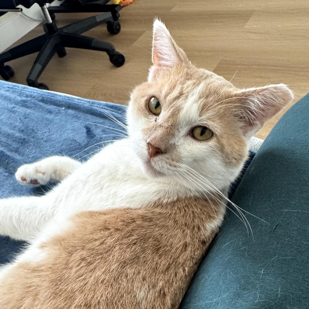Enlarge Tommy, a Adoptable Domestic Short Hair in Long Beach, CA image 6/6