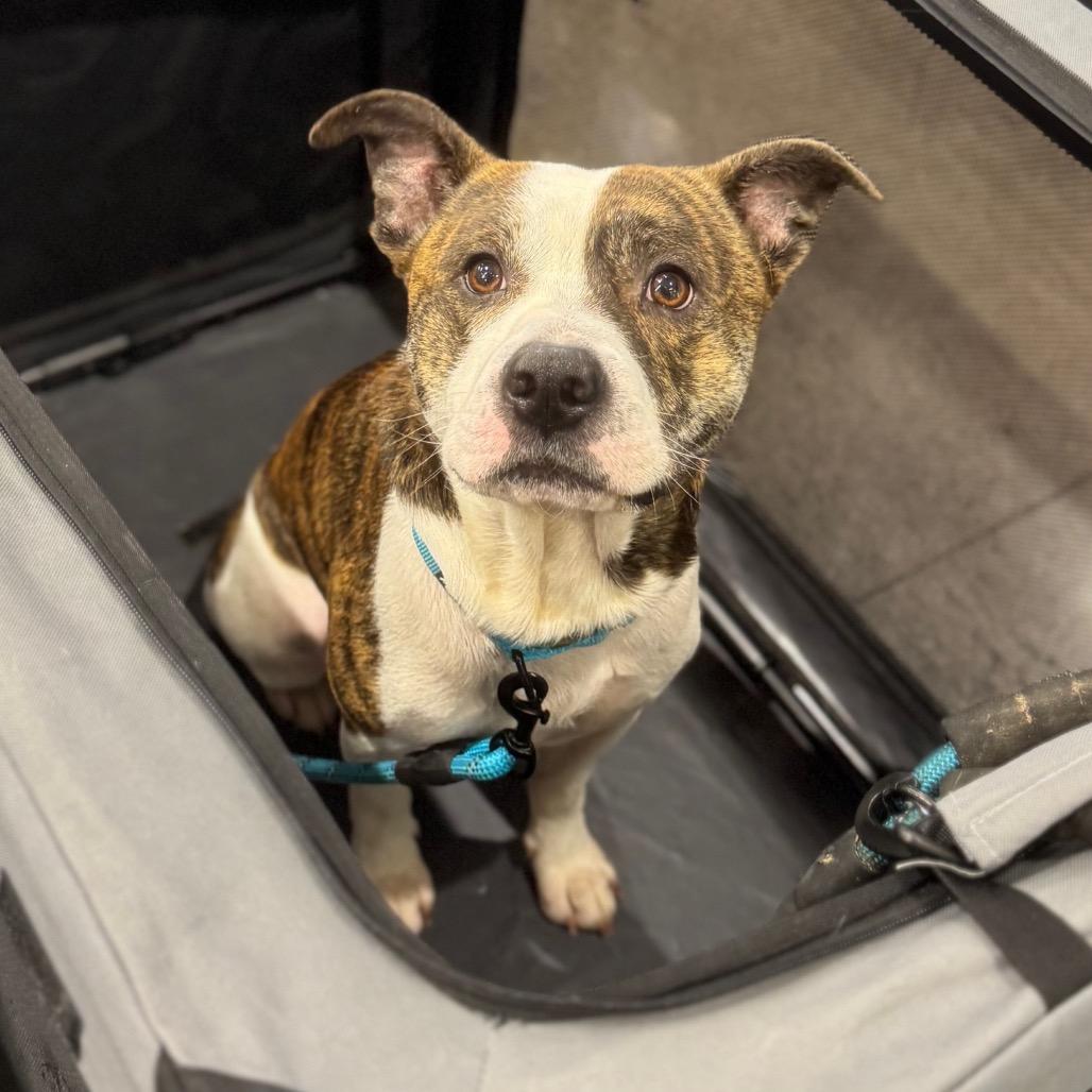 Teddy, Adoptable, Adult Male Mixed Breed.